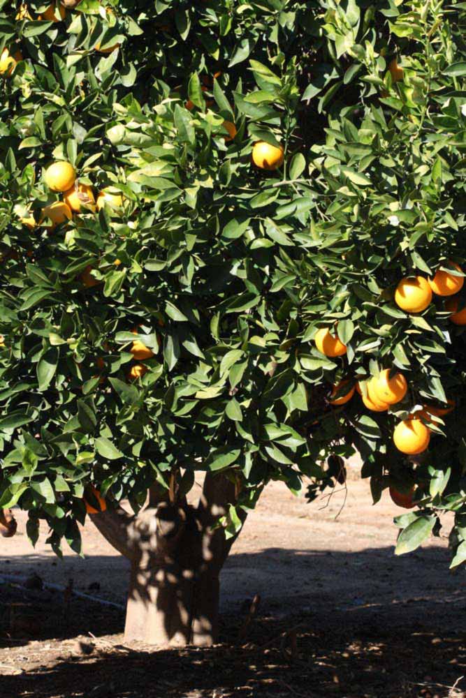            Habit (Palmer, Riverside, CA)   